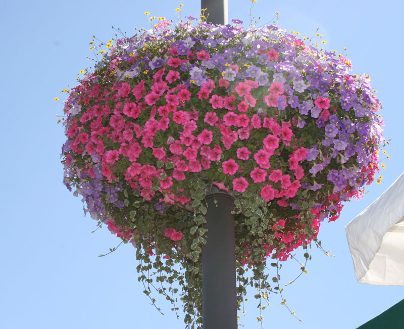 Potofloral 5